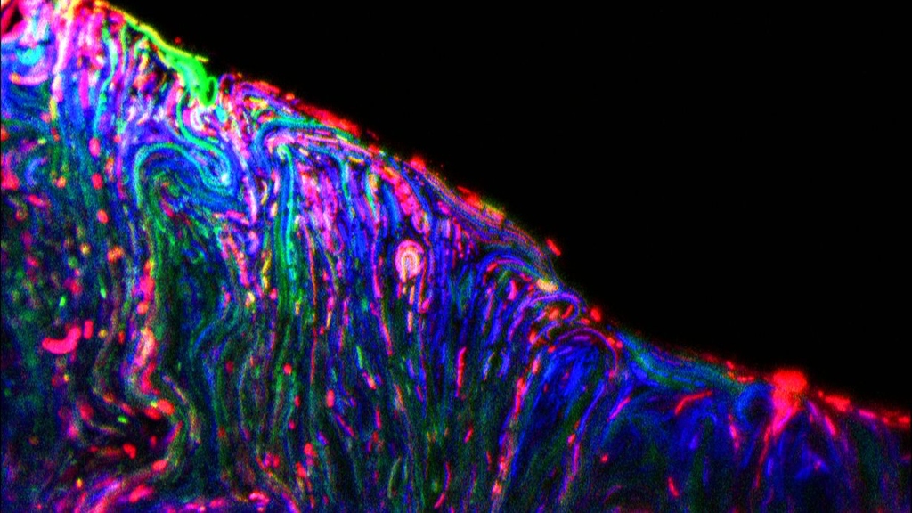 Microorganisms feel at ease in biofilms. In the microscope image, they are marked in different colors. (Photo: Ahmed Zoheir, KIT)