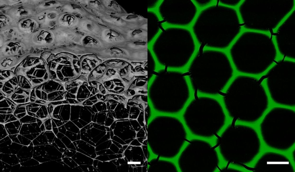 New biomaterials for industrial biocatalysis: Enzyme foams form three-dimensional porous networks with a stable hexagonal honeycomb structure. (Photo: Julian Hertel, KIT)